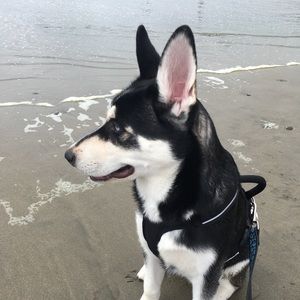 Meet your Posher, Dante